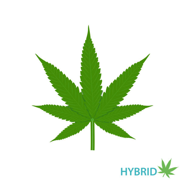 Hybrid