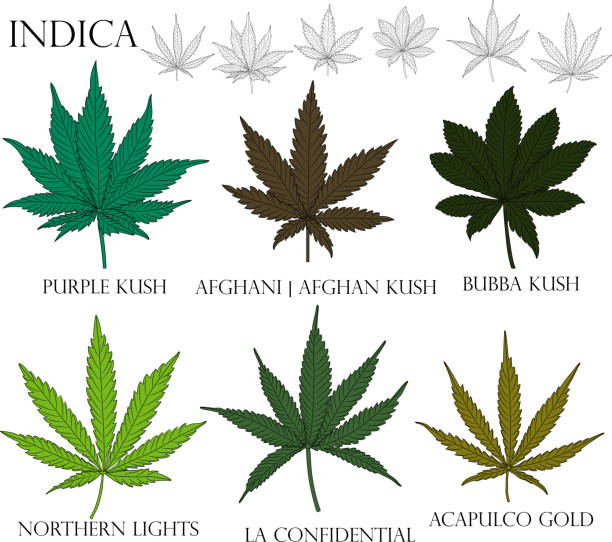 Indica