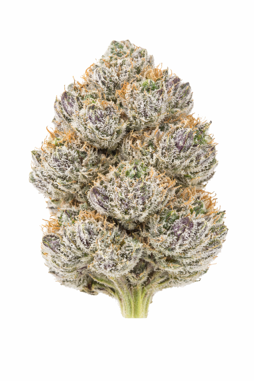 Blue Icy - 1/2 OZ - Sativa-Hybrid
