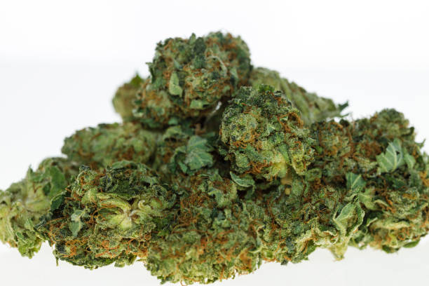 Pina Colada - 1g Pre-Roll - Hybrid